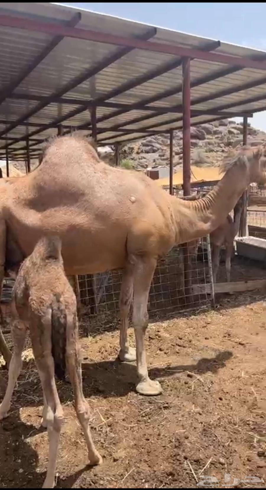 ناقه للبيع64407489454979110