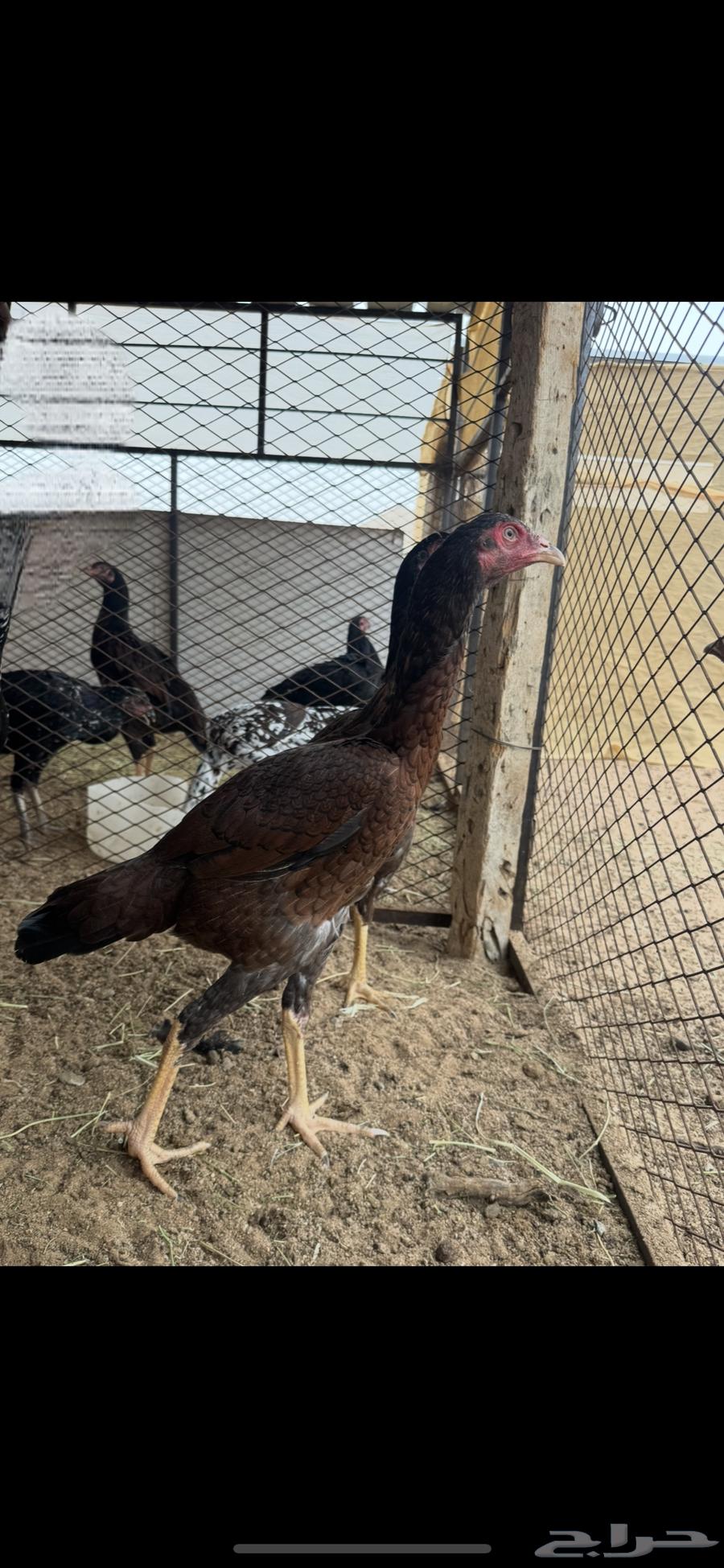 Chick with shaded feathers64401578206467110