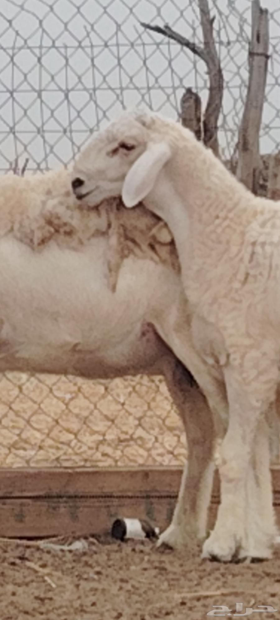 مشروع فحل فاخر تم البيع64407391536386110