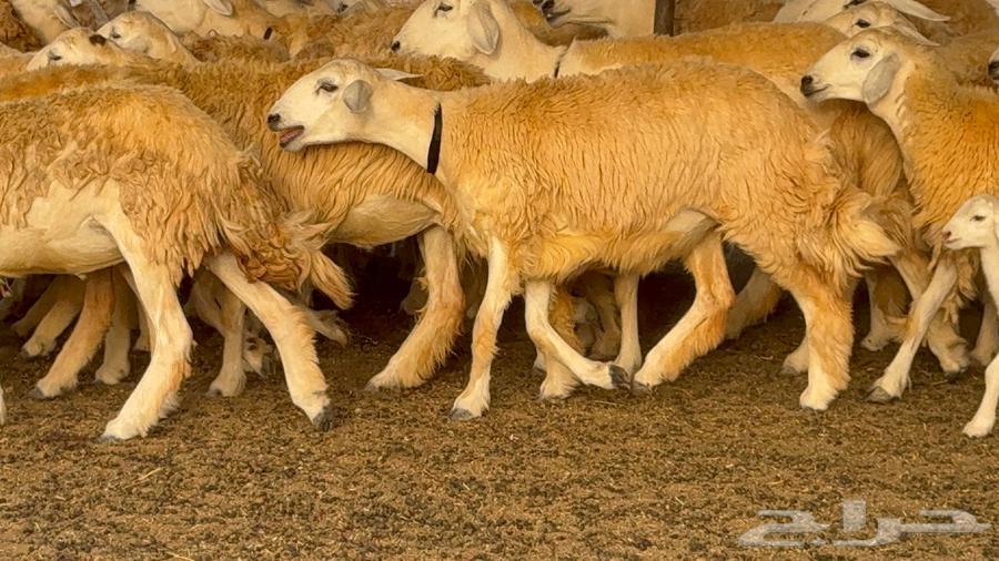 رخال حرش صنف الصنف 60 راس64411661299073110