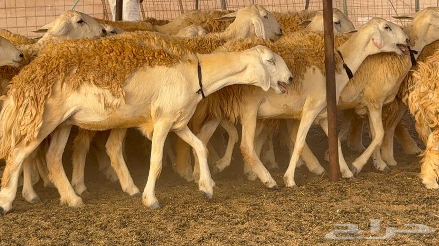 رخال حرش صنف الصنف 60 راس64411661299073112