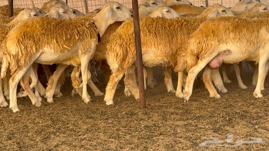 رخال حرش صنف الصنف 60 راس64411661299073111