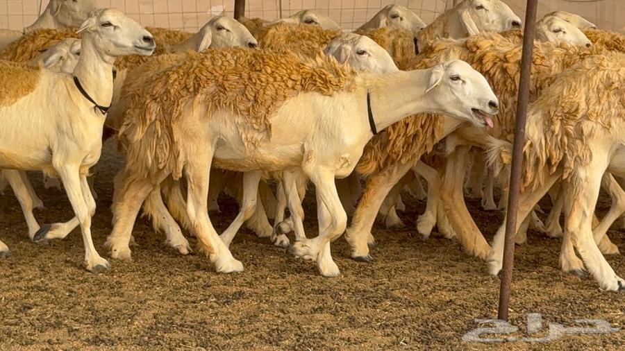 رخال حرش صنف الصنف 60 راس64411661299073113