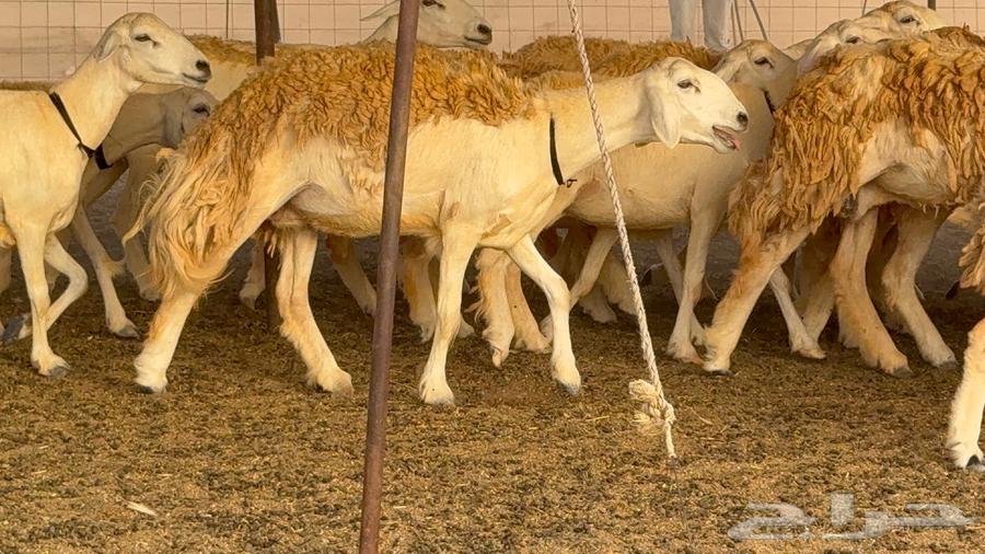 رخال حرش صنف الصنف 60 راس64411661299073114