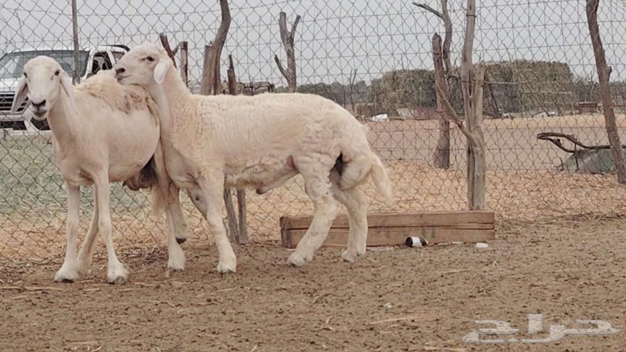 مشروع فحل فاخر تم البيع64407391536386111