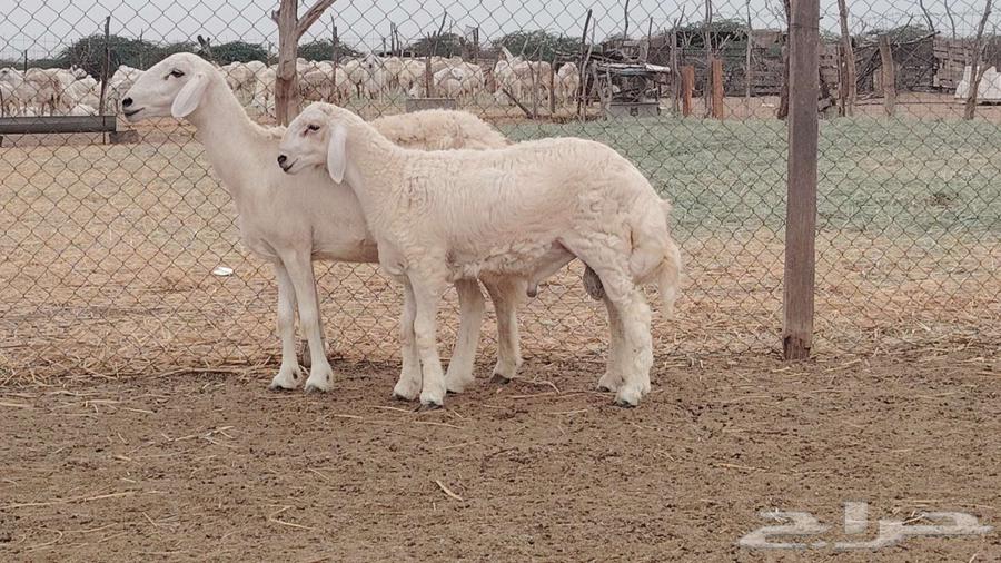 مشروع فحل فاخر تم البيع64407391536386112