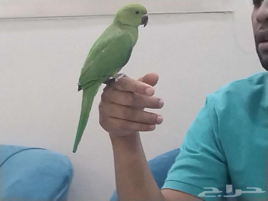 ببغاء الدره64405930287490110