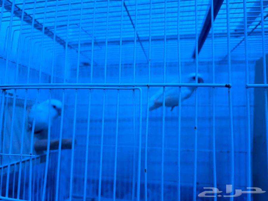 Daily Pairs64406347164547112