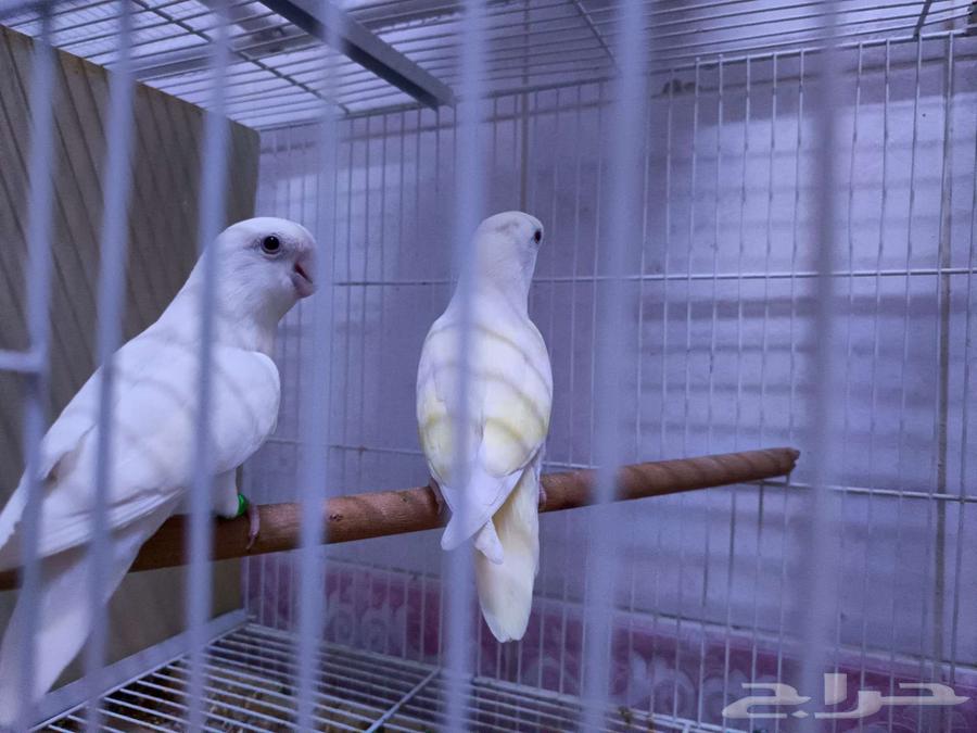 Daily Pairs64406347164547111