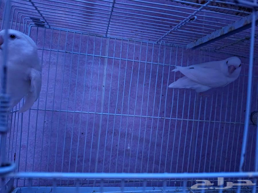 Daily Pairs64406347164547110