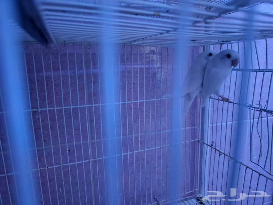 Daily Pairs64406347164547113