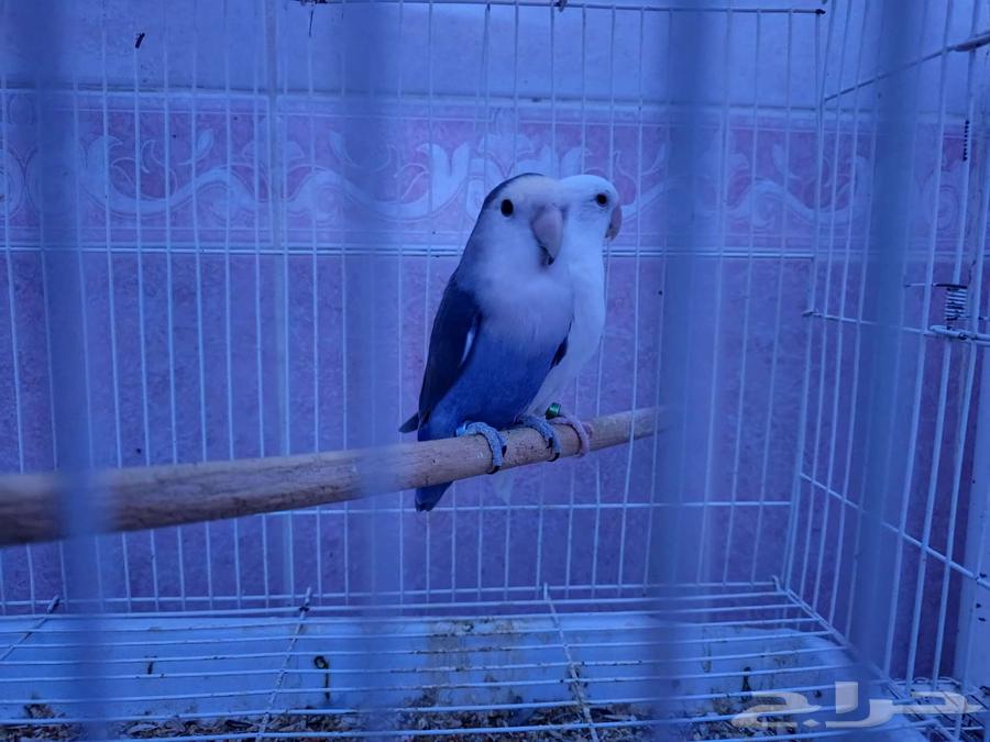 Daily Pairs64406347164547114