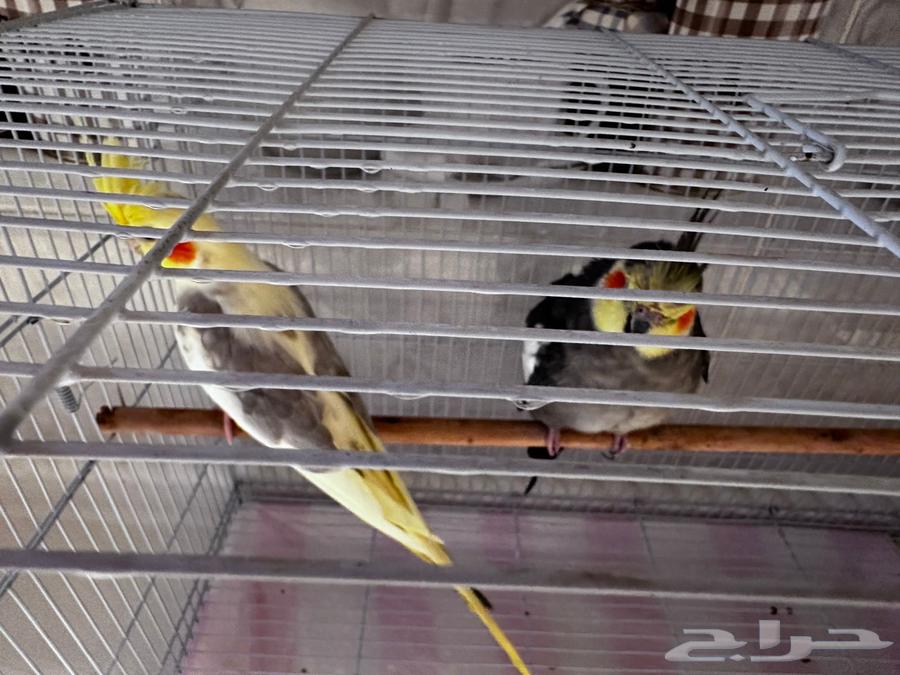 بغبغان64406417035651112