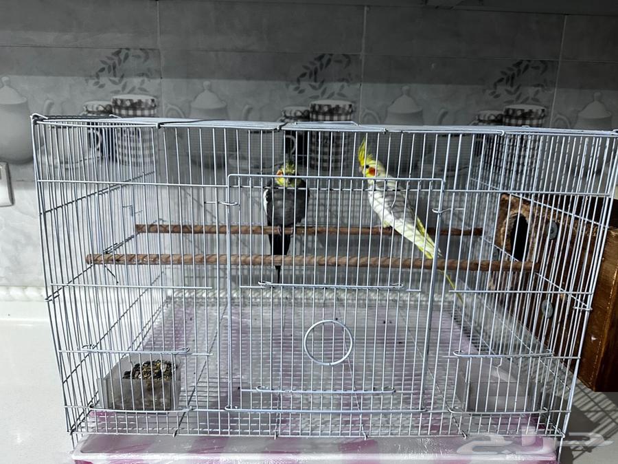 بغبغان64406417035651110