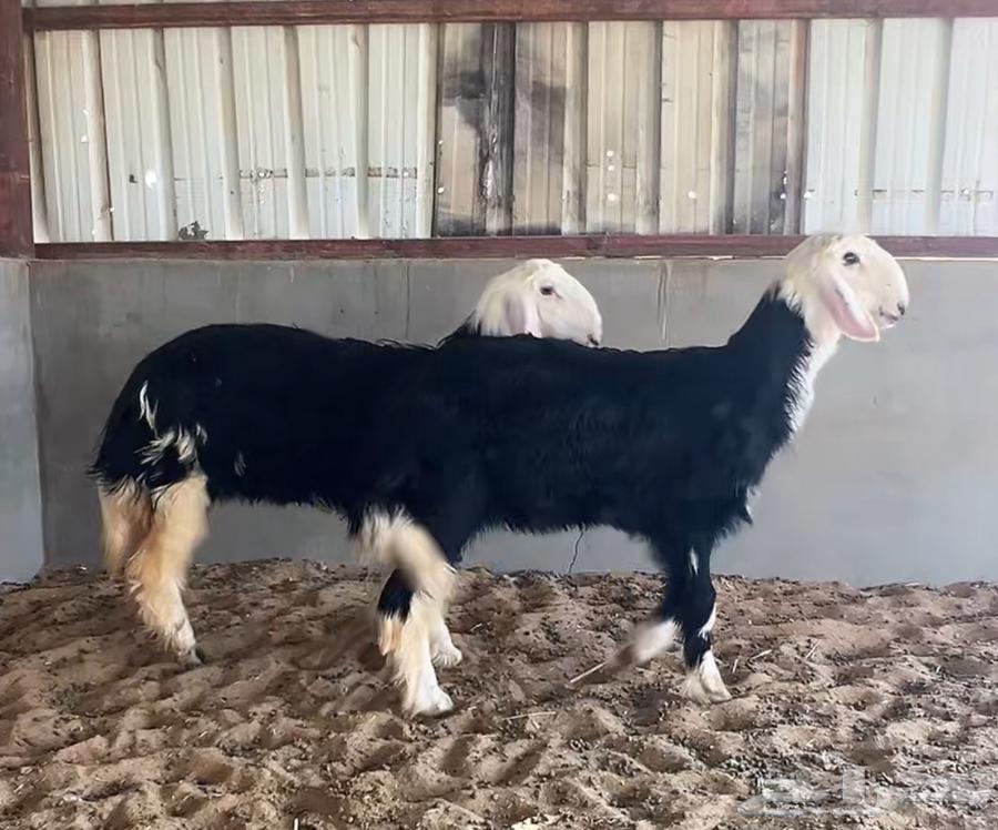 رخال نجد64406625556867112