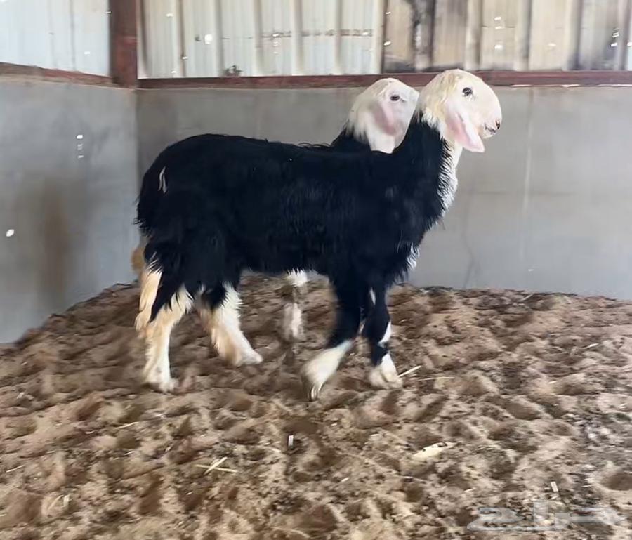 رخال نجد64406625556867110