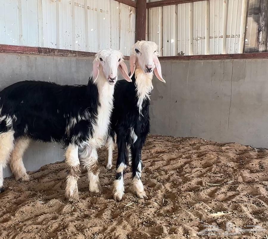 رخال نجد64406625556867111