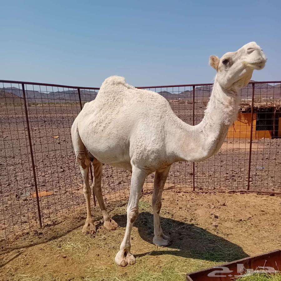 Camel with calf sold64407001769985111