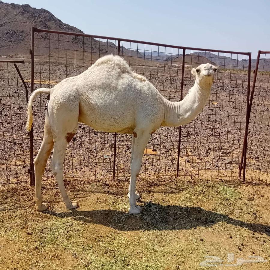 Camel with calf sold64407001769985110