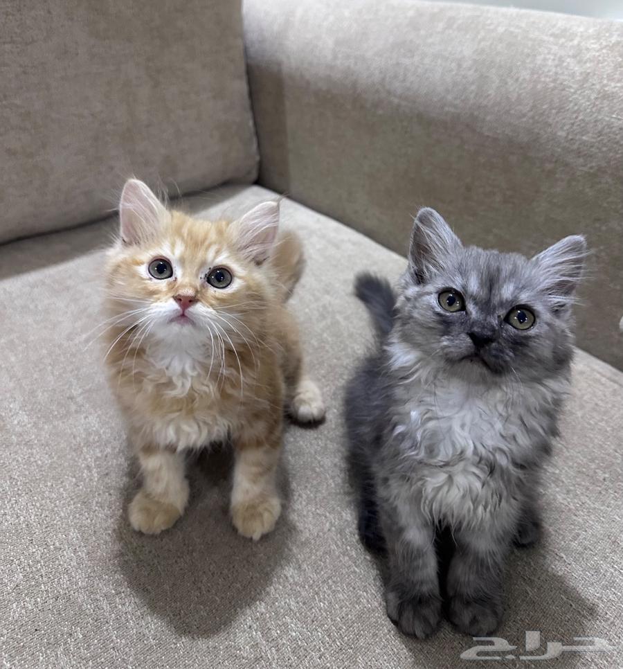 قطط للبيع64406417060866111