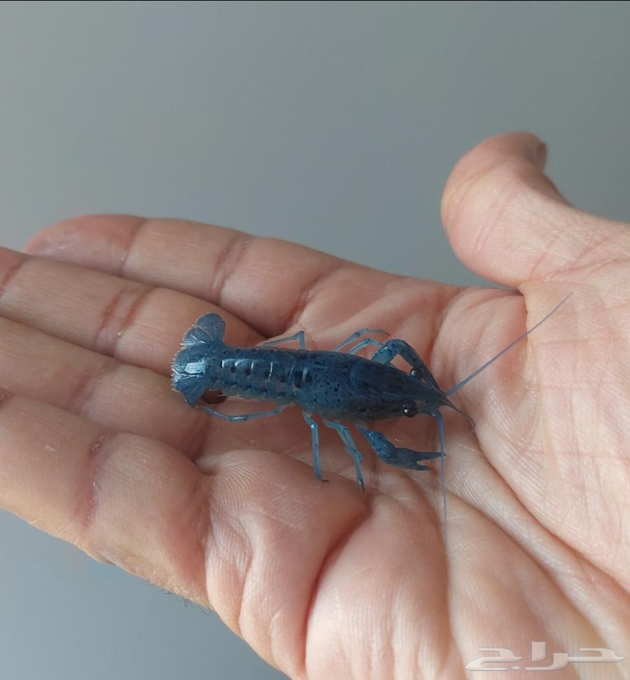 استاكوزا قزم لوبستر مياه عذبة لي حوض سمك64409491709315110