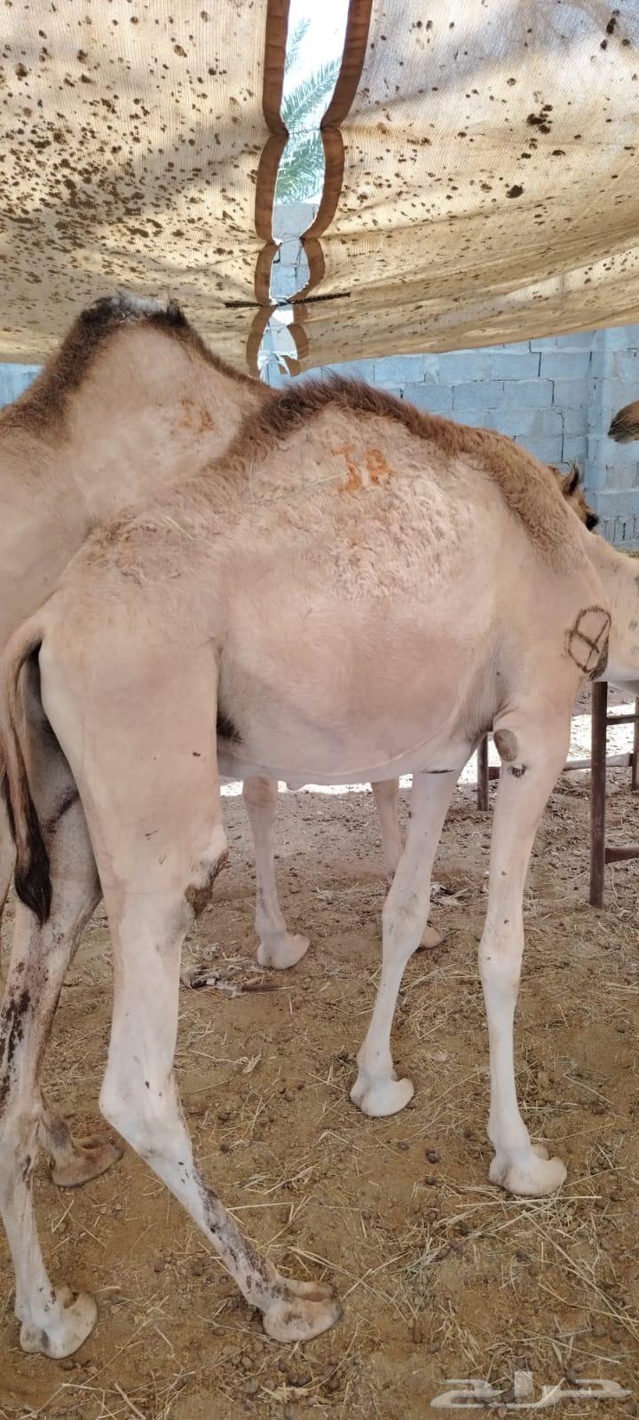 قعدان جمله بالجودة اللى تتمناها64414846547970110