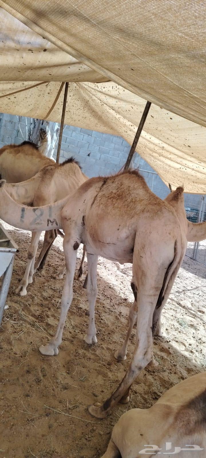 قعدان جمله بالجودة اللى تتمناها64414846547970111