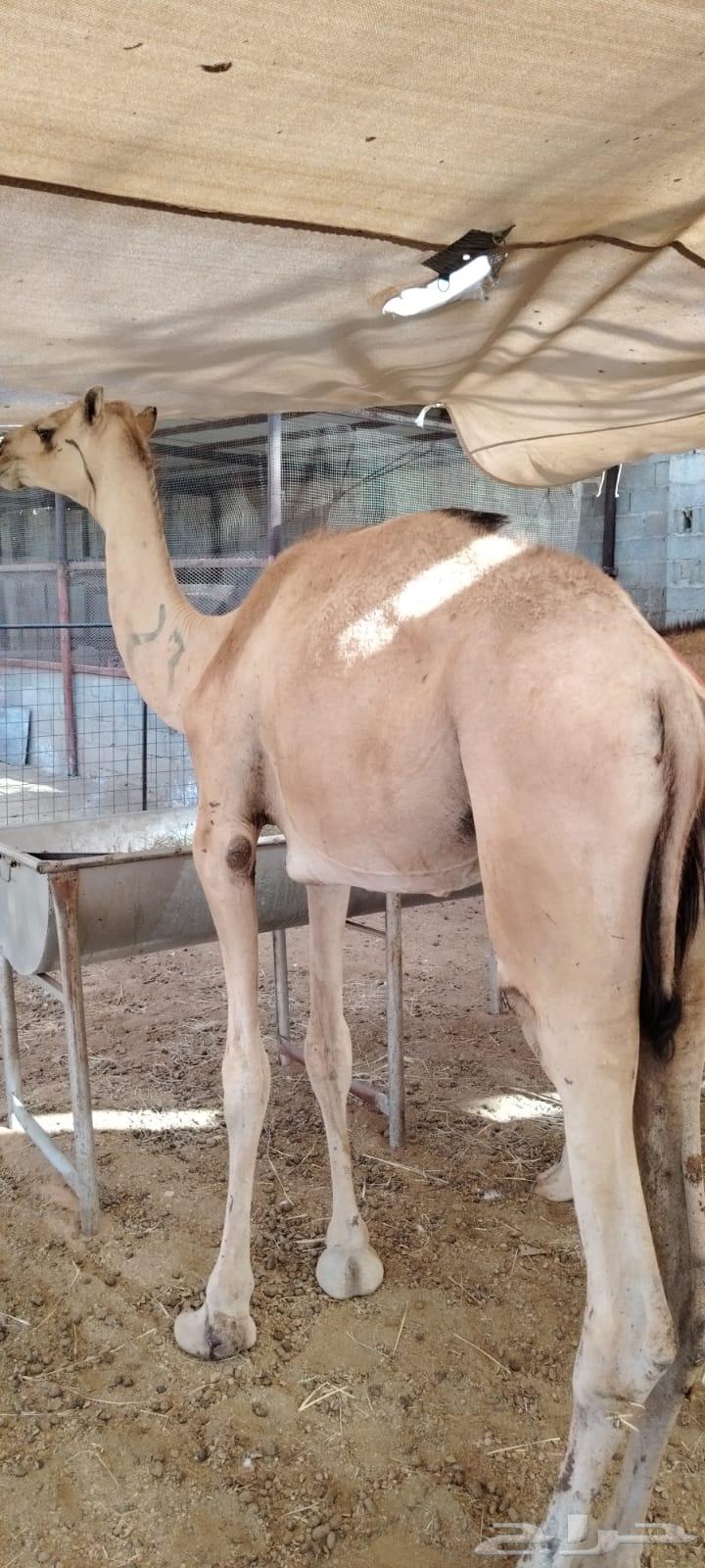 قعدان جمله بالجودة اللى تتمناها64414846547970112