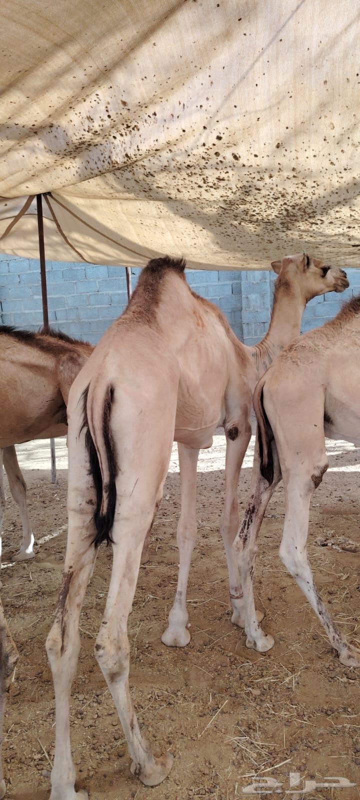 قعدان جمله بالجودة اللى تتمناها64414846547970113