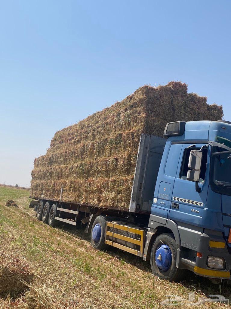 ذره حمراء ( جيزانيه )64416068010370113