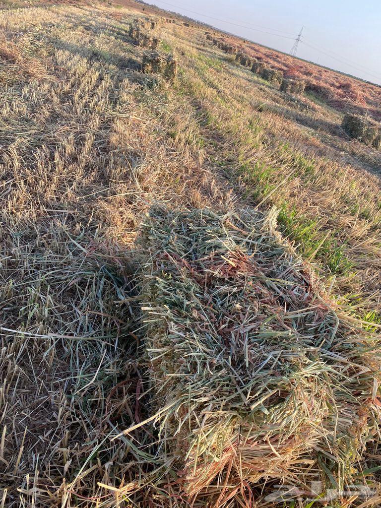 ذره حمراء ( جيزانيه )64416068010370111