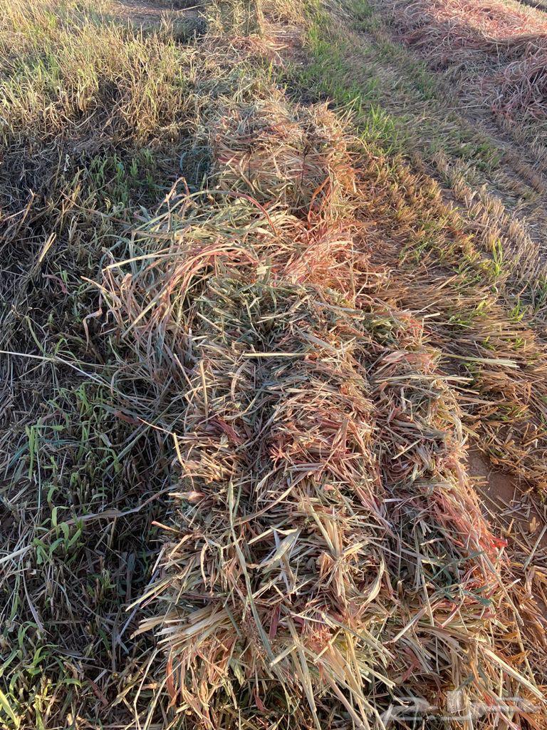 ذره حمراء ( جيزانيه )64416068010370112