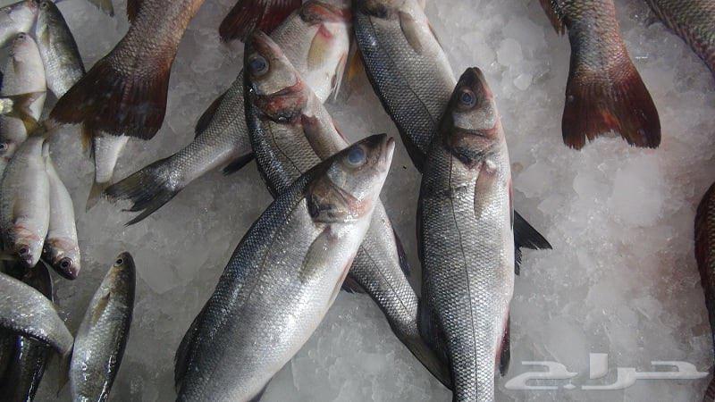 للأسماك و الروبيان Fish And Shrimps64413453355777112