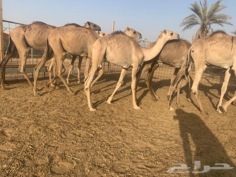 قعدان جمله بالجودة اللى تتمناها64414846547970114