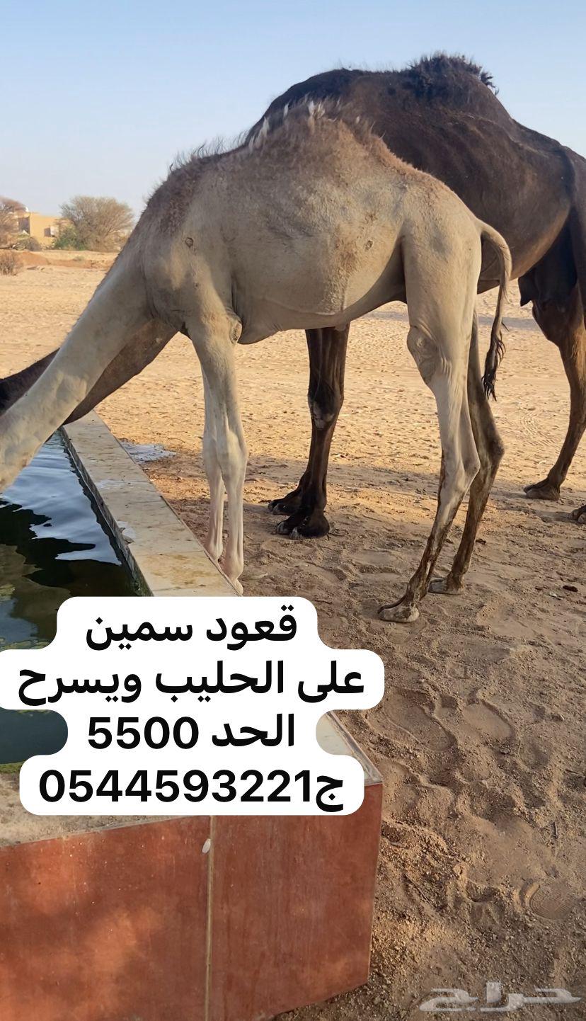 Qaood Qasb64419025024770110