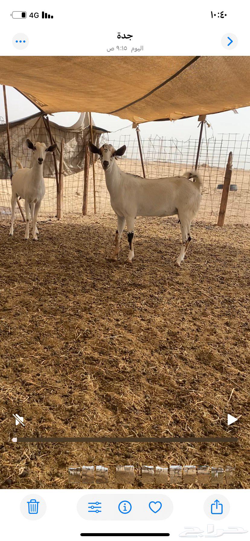 معزاء بيشيات64414157561857111