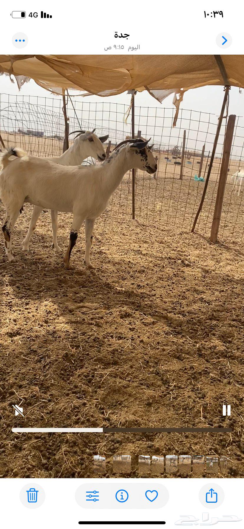 معزاء بيشيات64414157561857113