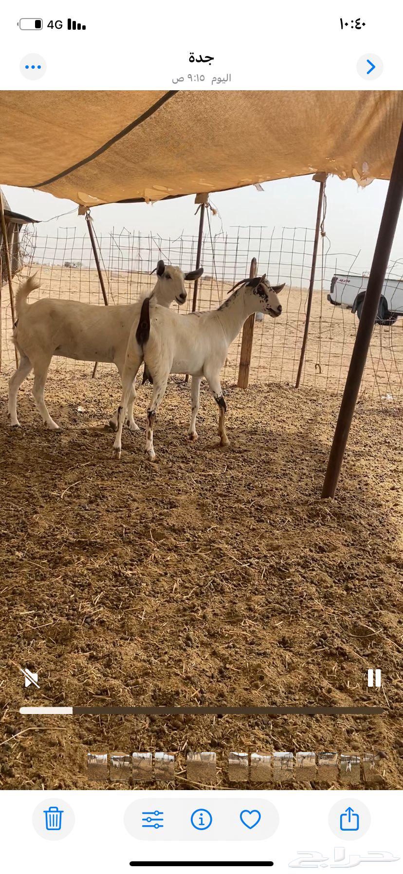 معزاء بيشيات64414157561857112