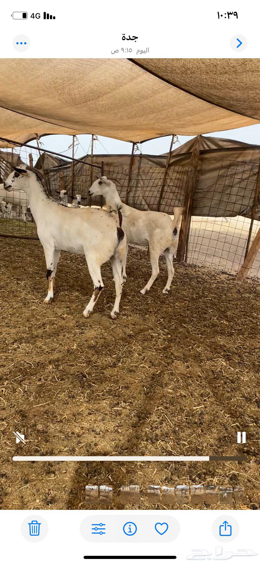 معزاء بيشيات64414157561857110