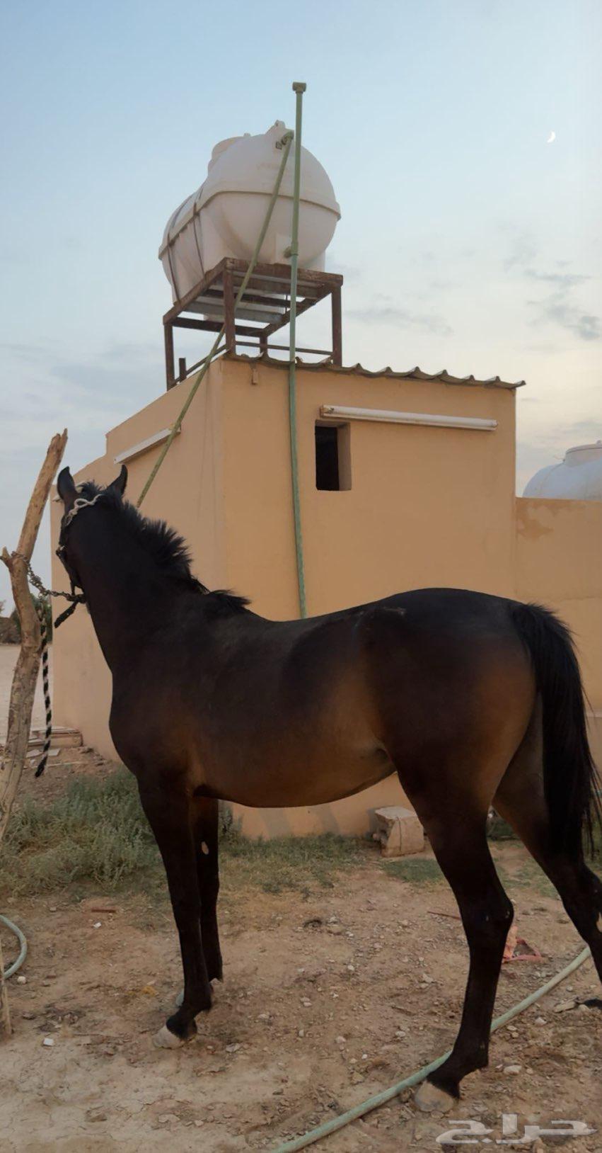 فرس شعبيه64417549546627110