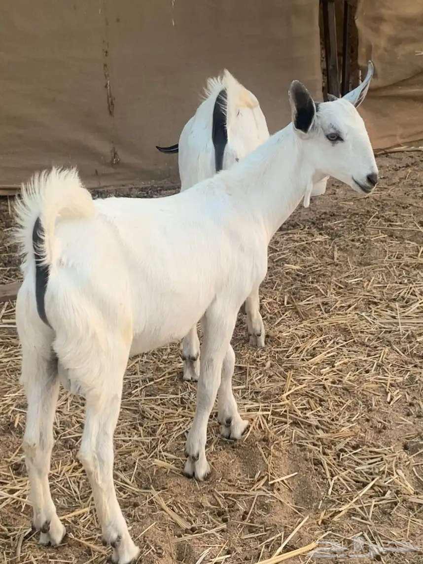 تيوس بيشيه فاخرخ للبيع64416623802243110