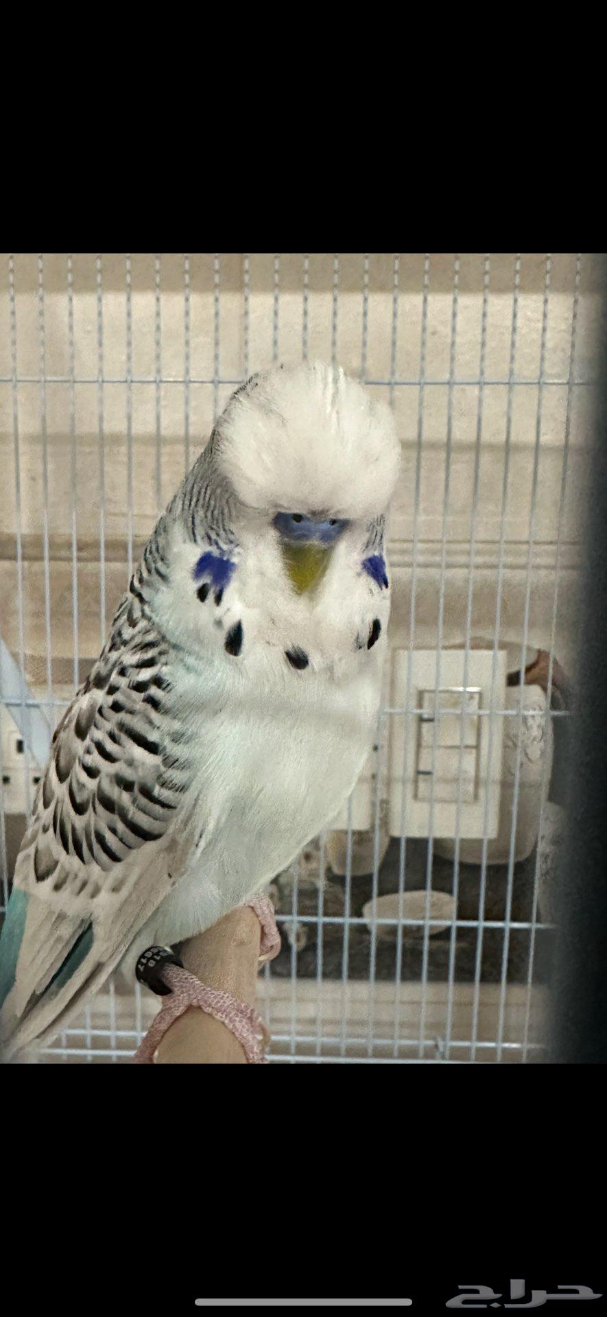 بادجي انجليزي ذكور الاحساء.. تم البيع64416347321091110