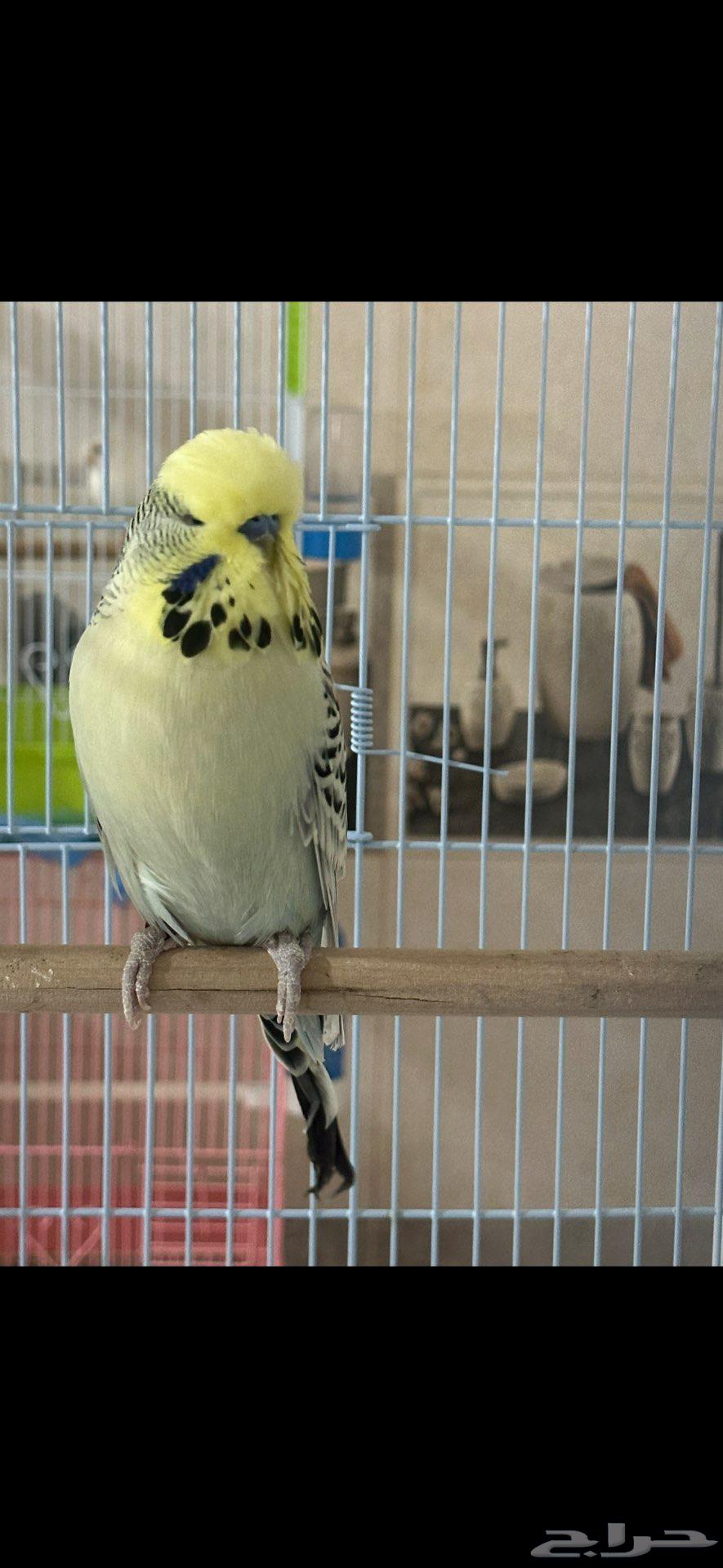 بادجي انجليزي ذكور الاحساء.. تم البيع64416347321091112