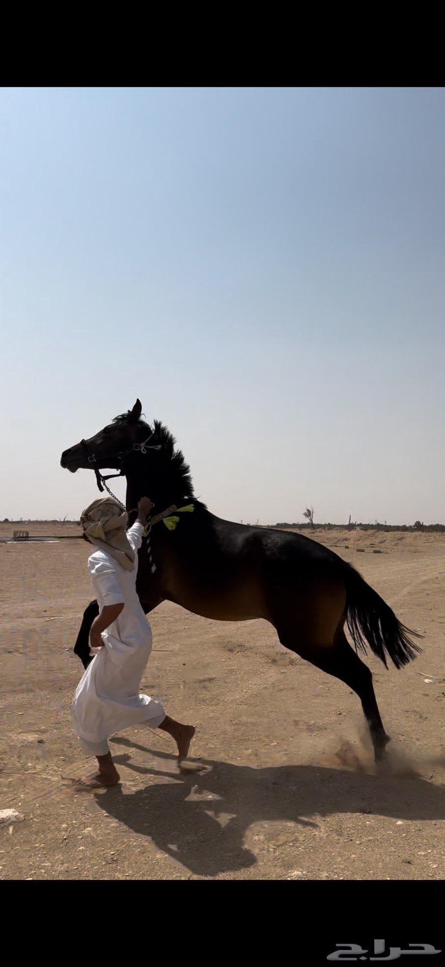 فرس شعبيه64417549546627111