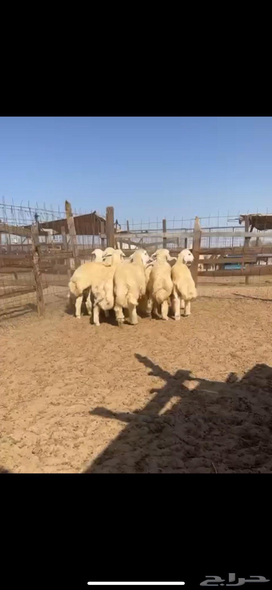 طليان حري صافي64416703654786112