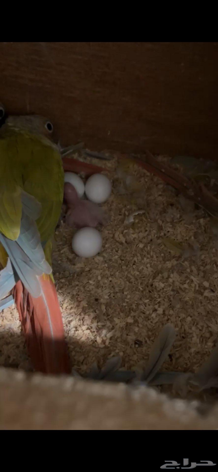 جوز كنيور منتج ( تم البيع )64417142819715113