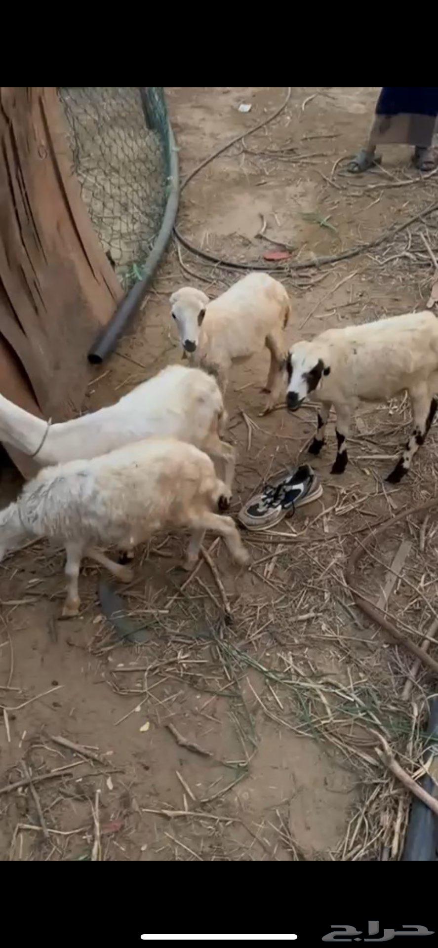 رخيل بلدي للبيع64417102123907111