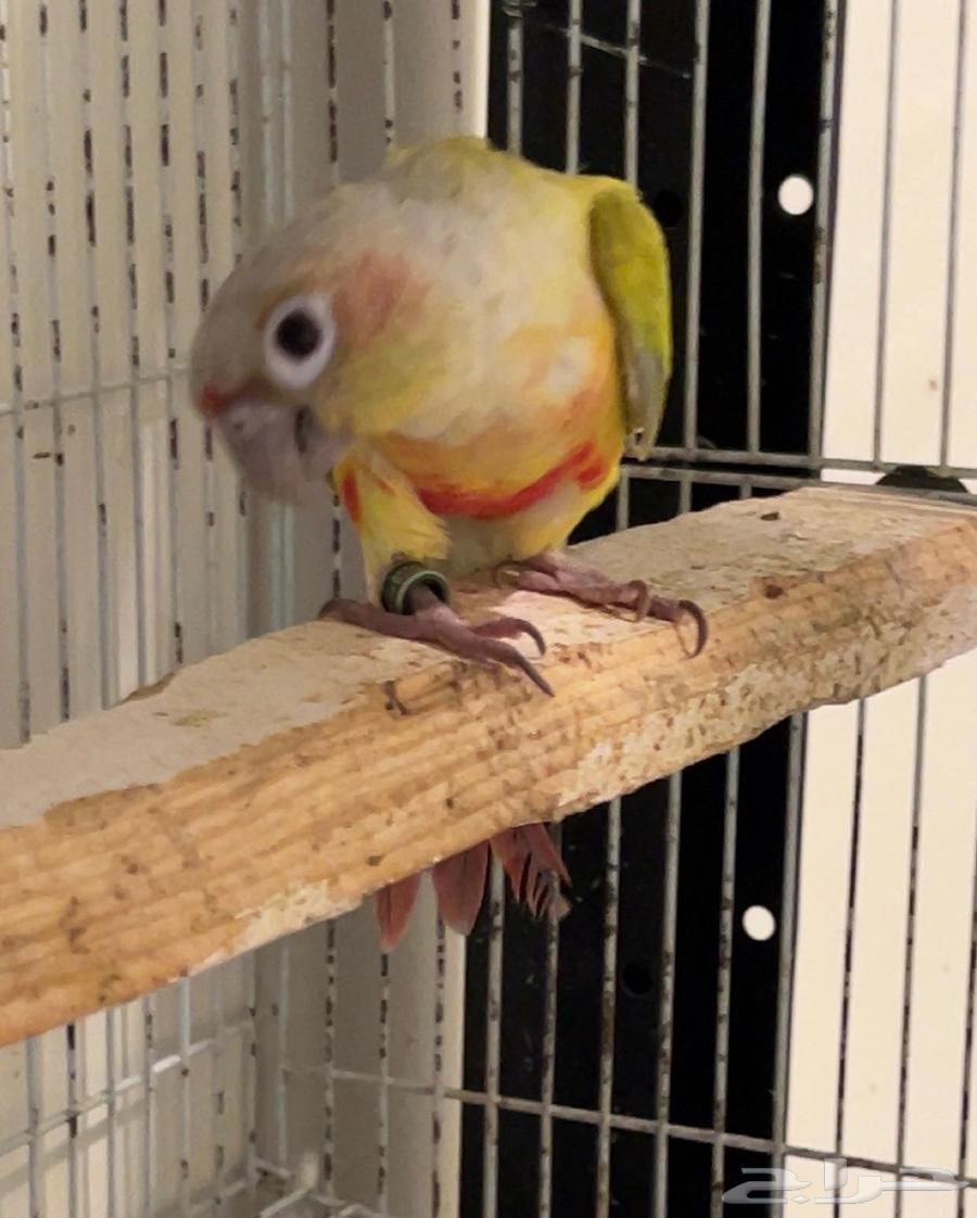 جوز كنيور منتج ( تم البيع )64417142819715112