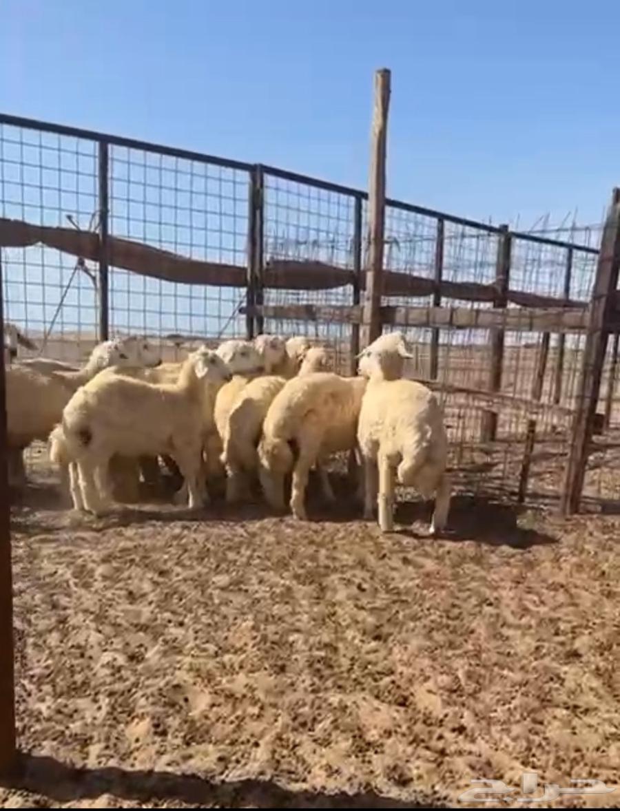 طليان حري صافي64416703654786111