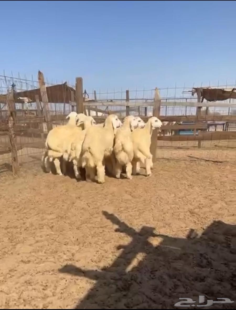 طليان حري صافي64416703654786110